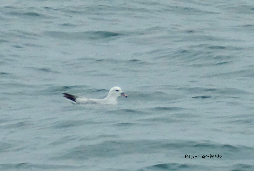 Photo Petrel Plateado