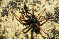 Foto Araña Trampera