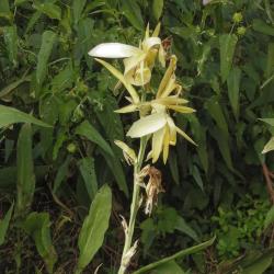 Foto Achira Amarilla