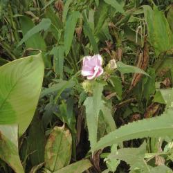 Foto Rosa De Río