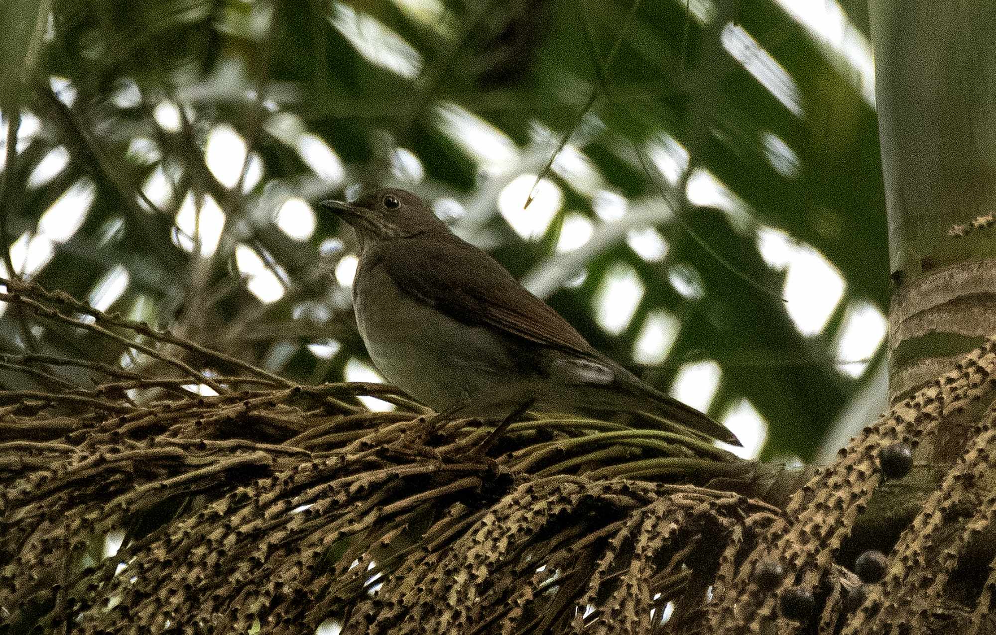Turdus&nbsp;flavipes