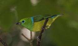 Photo Tangará Bonito
