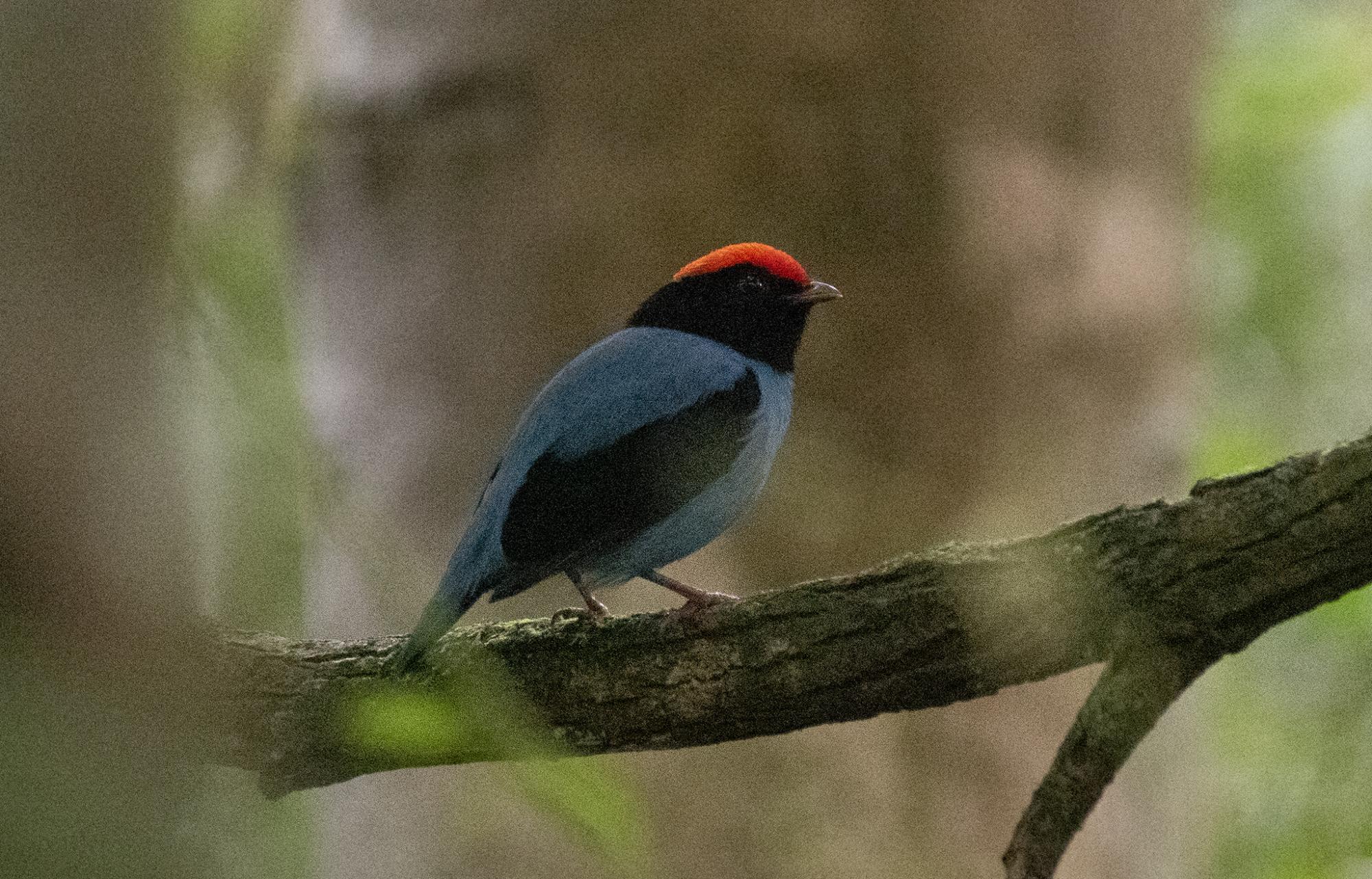 Foto Bailarín Azul