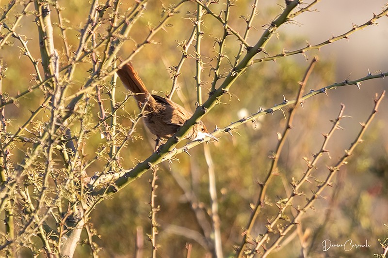 Chaco Earthcreeper (Tarphonomus certhioides)