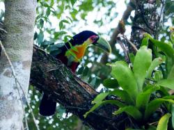 Foto Tucán Pico Verde