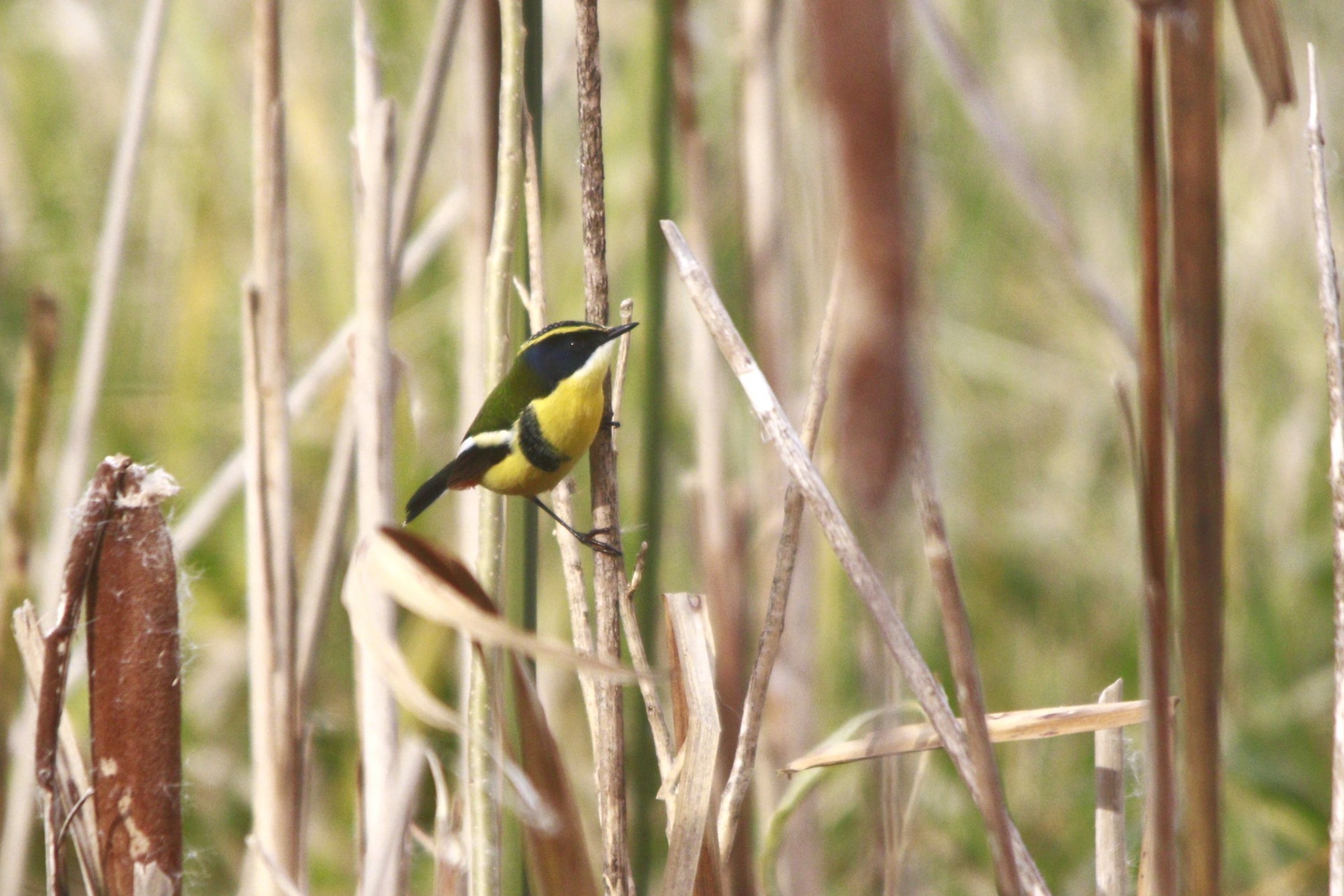 Tachurí Sietecolores (Tachuris rubrigastra)