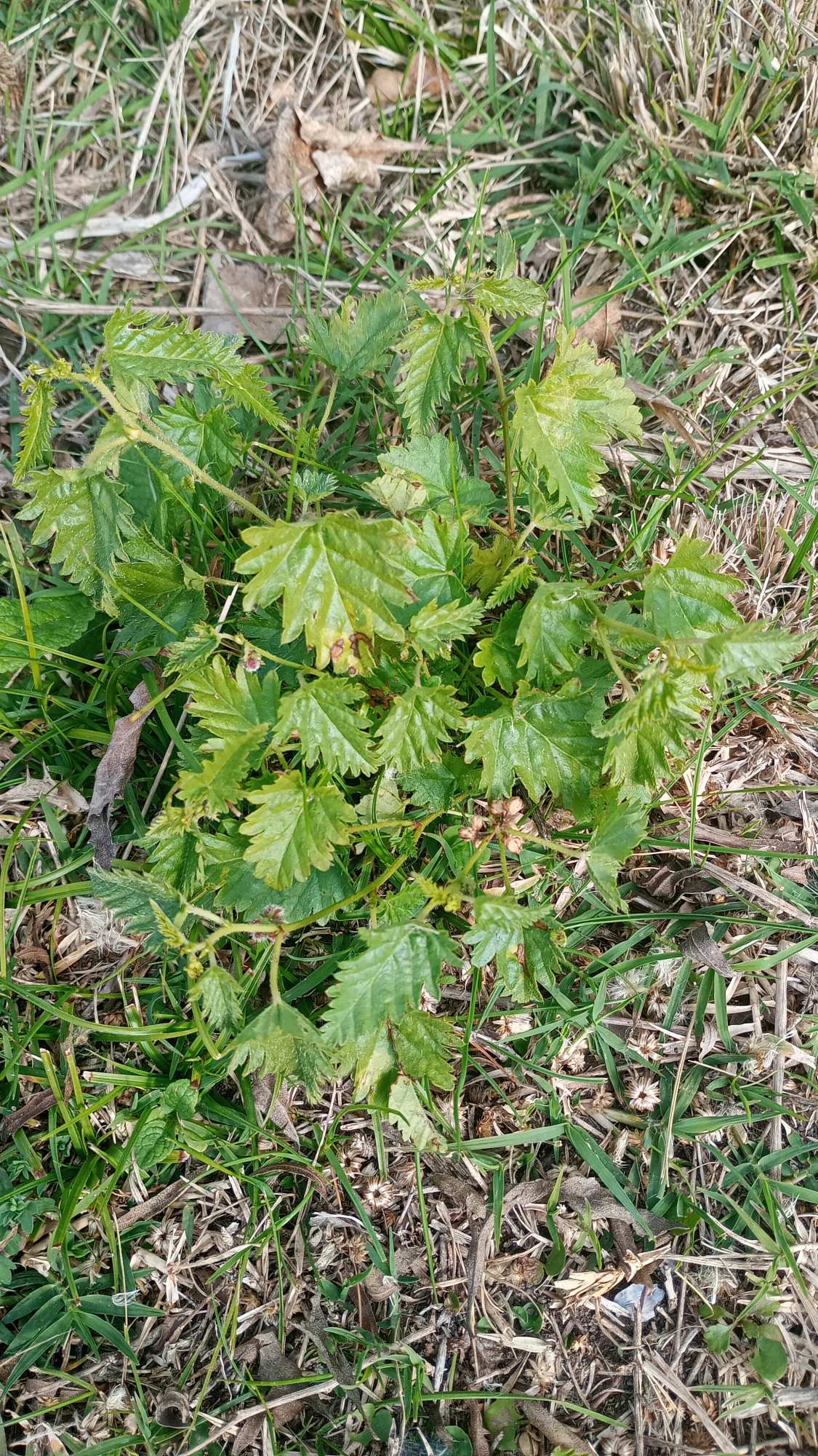 Tragia&nbsp;geraniifolia
