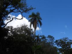 Foto Pindó