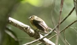 Foto Moscareta Barbada