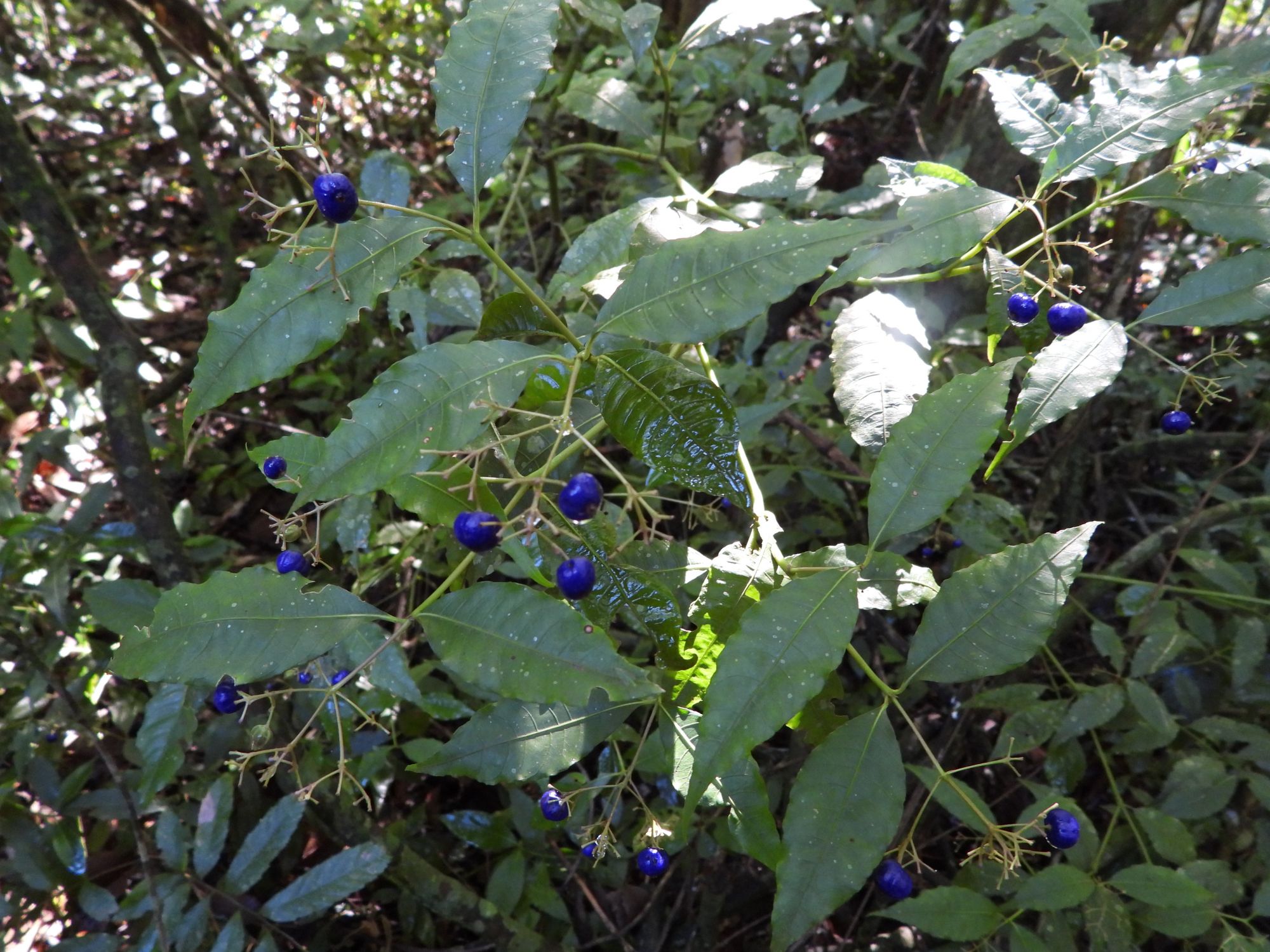 Psychotria&nbsp;leiocarpa
