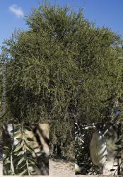 Foto Quebracho Blanco