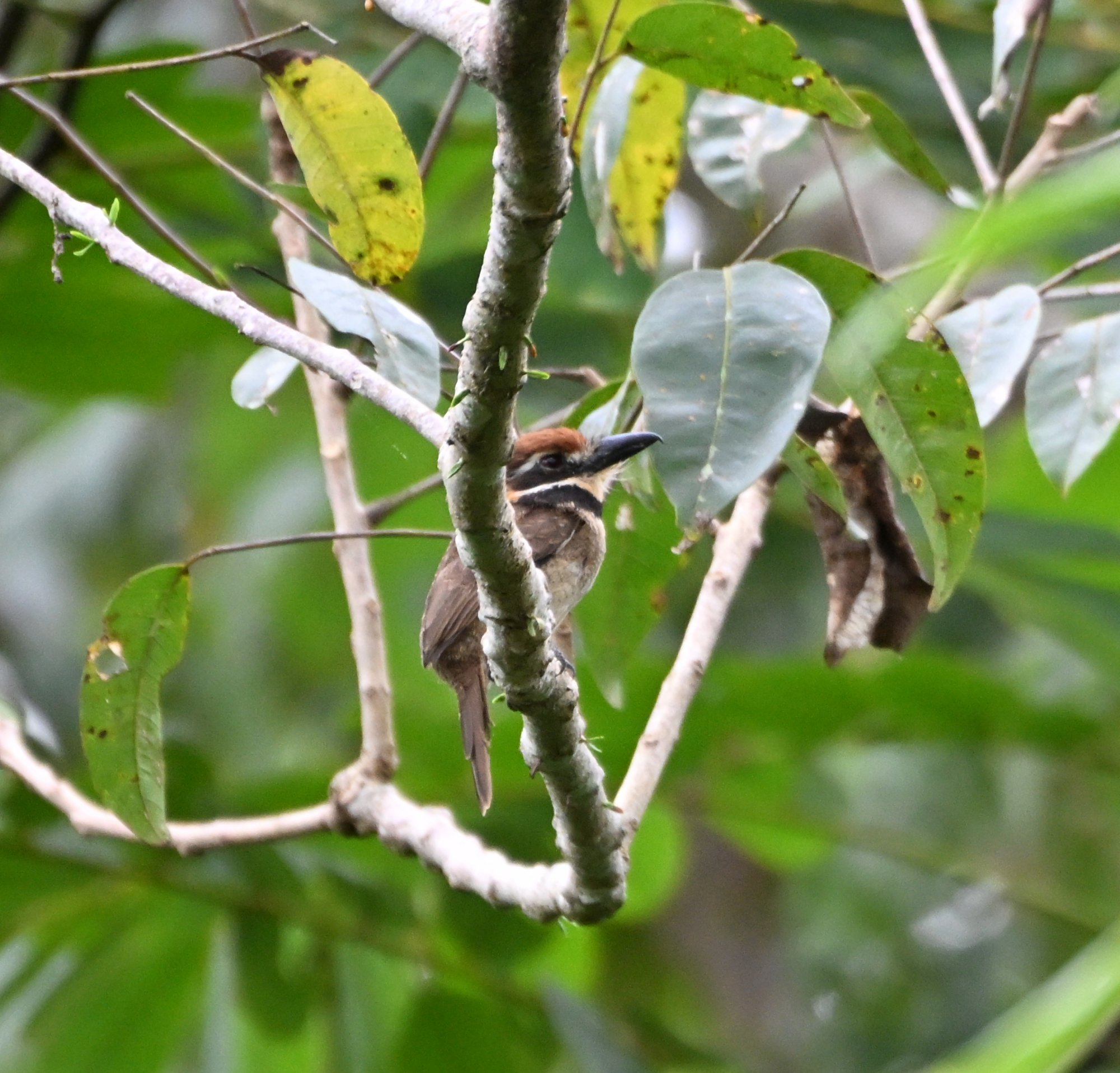 Foto Buco Gorricastaño
