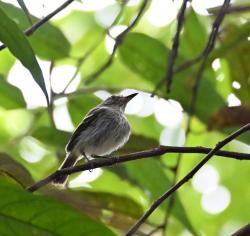 Foto Buff-cheeked Tody-Flycatcher