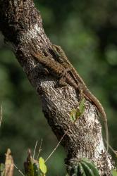 Foto Lagarto Trepador