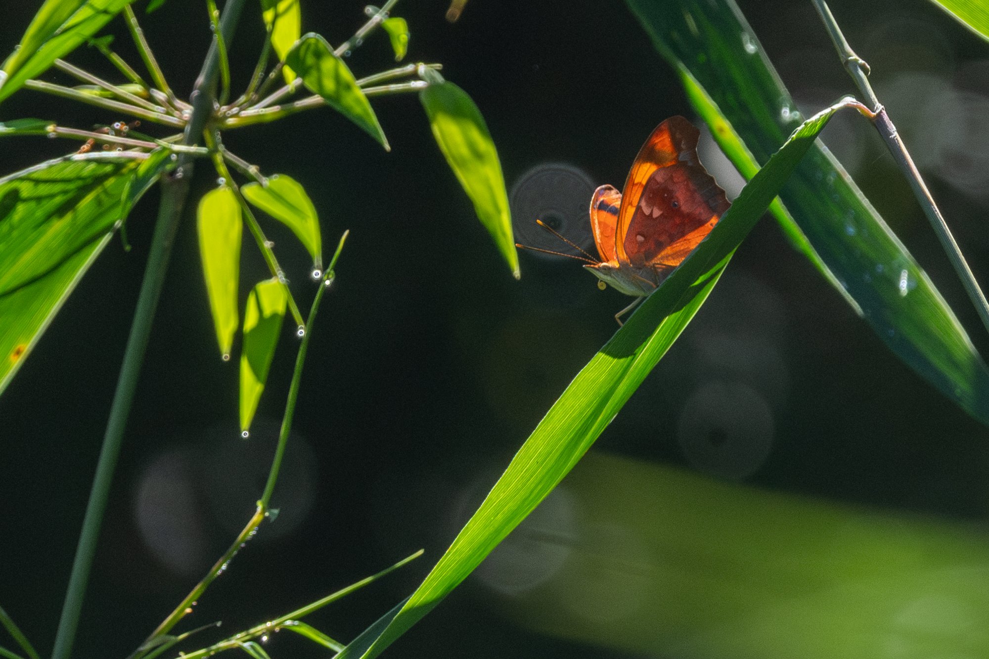 Temenis&nbsp;laothoe