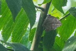 Foto Hoja Azul