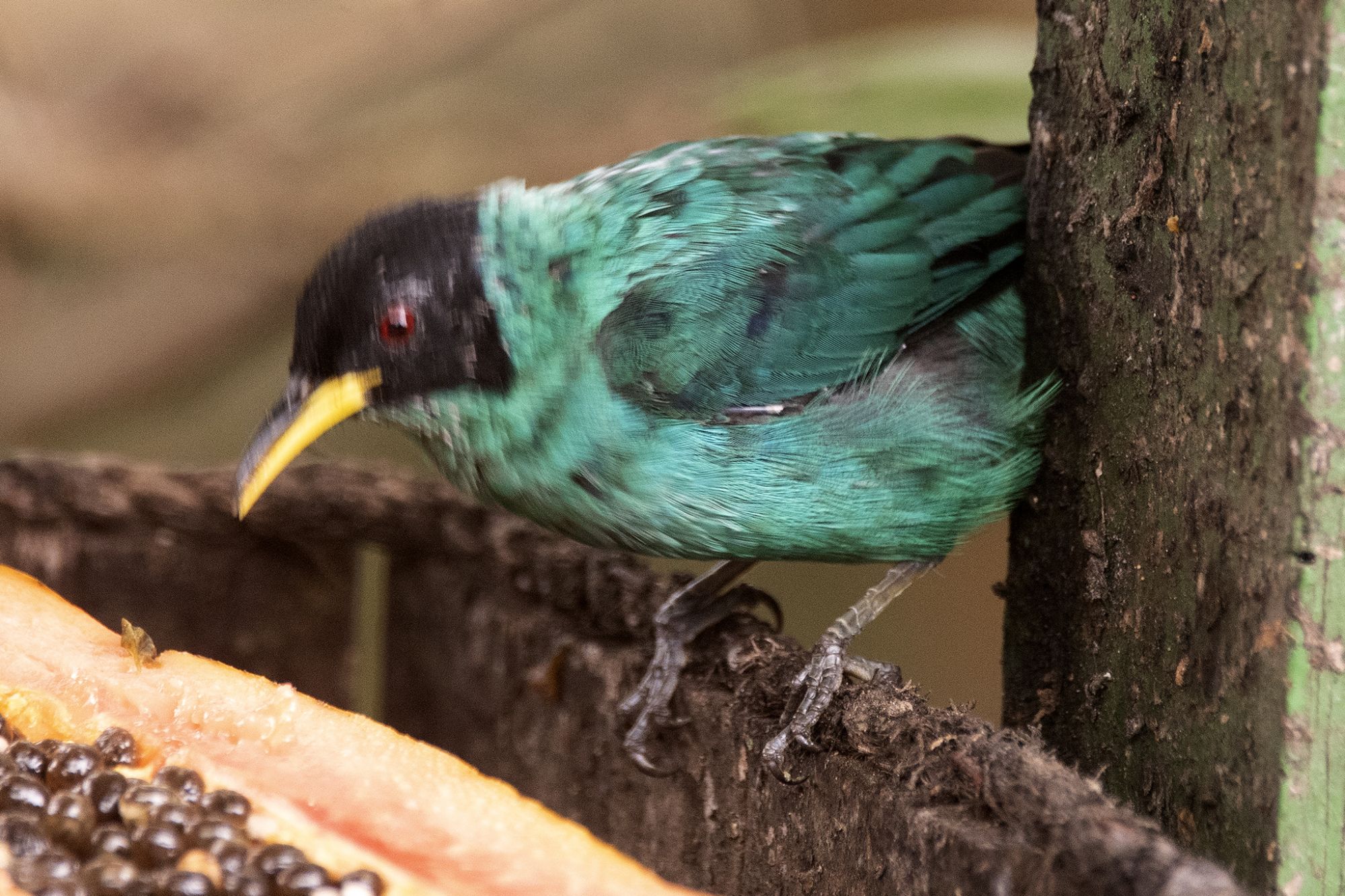 Foto Mielero Verde