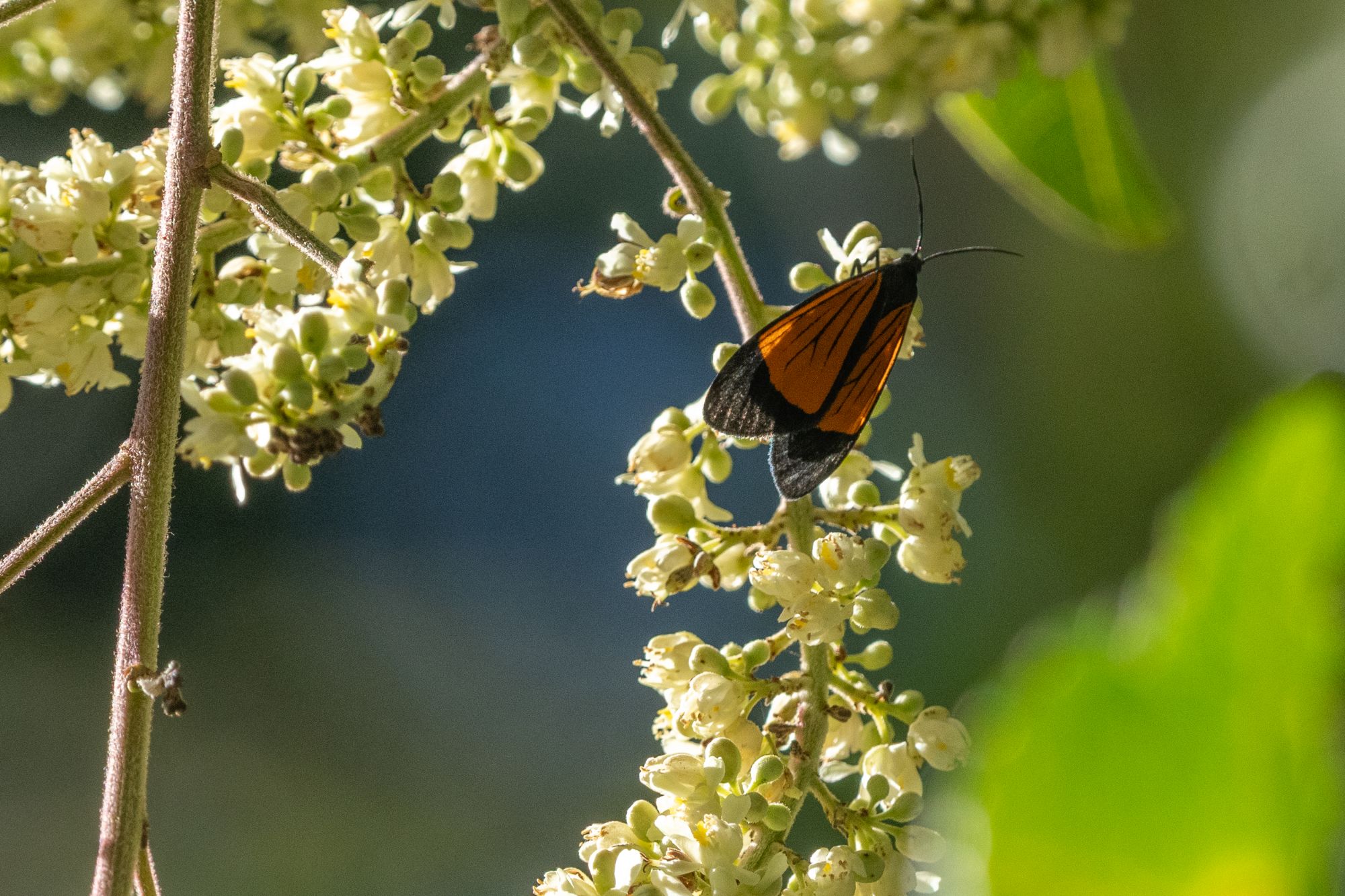 Scea&nbsp;auriflamma