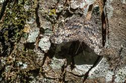 Foto Pororó