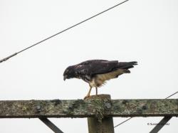 Foto Aguilucho Alas Largas
