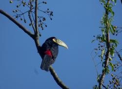 Foto Tucán Pico Verde