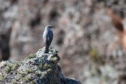 Photo Dormilona Gris