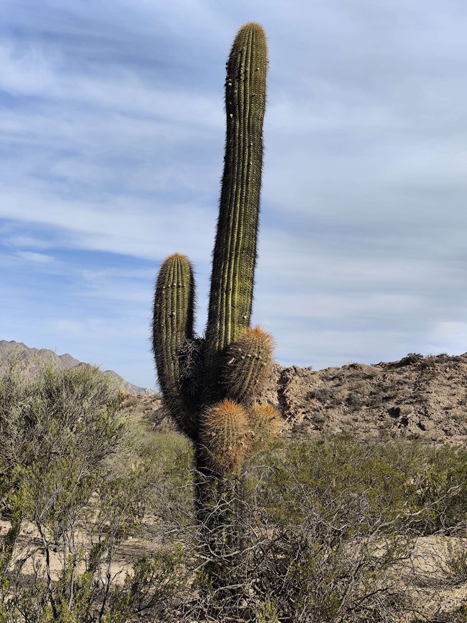 Foto Cardón De La Puna
