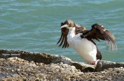 Foto Cormorán Imperial