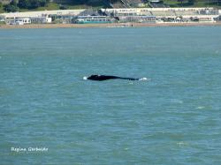 Foto Ballena Franca Austral