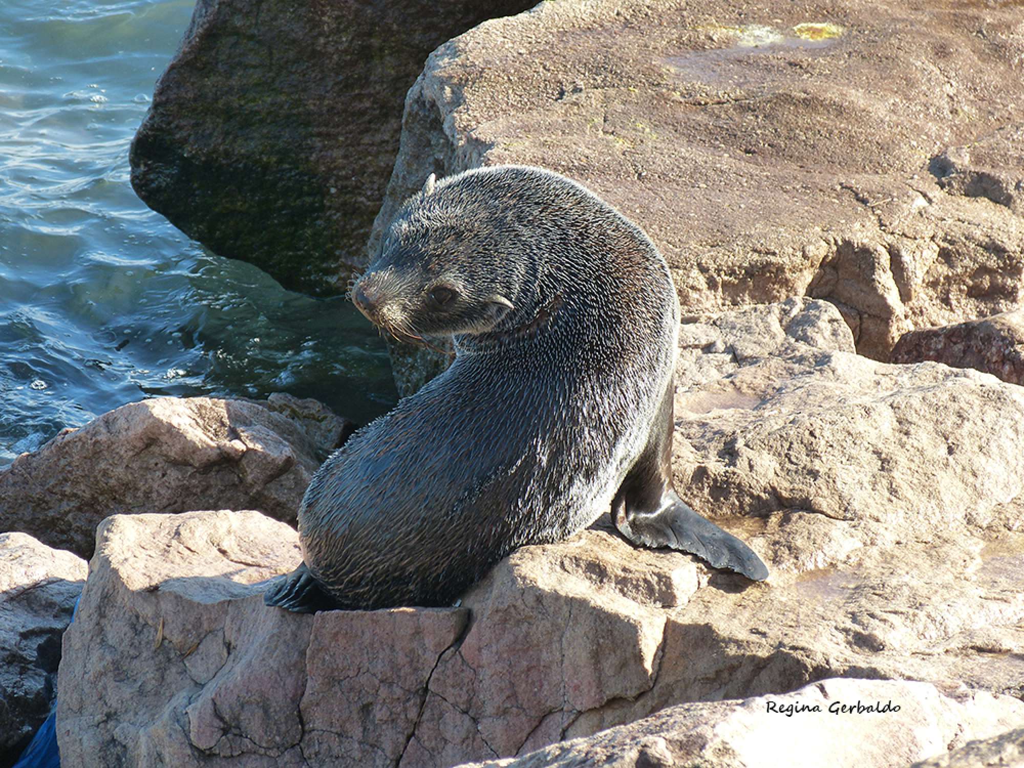 Foto Lobo Marino de Dos Pelos