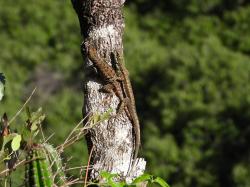 Foto Lagarto Trepador