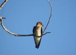 Foto Golondrina Ribereña