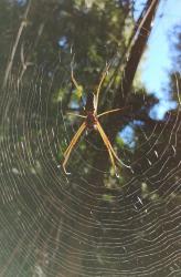 Foto Araña Tejedora Dorada