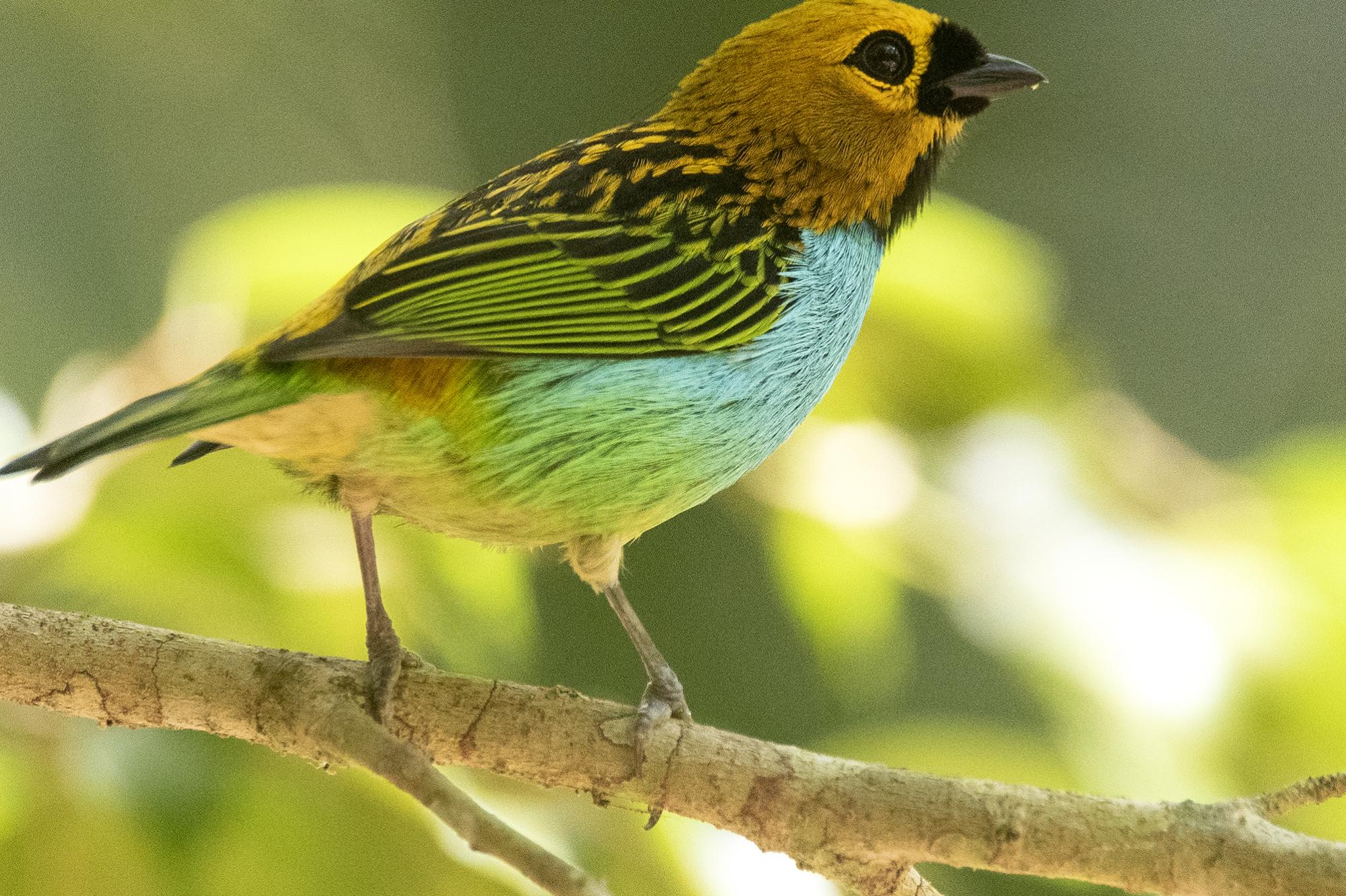 Foto Tángara de Dorsos Dorados