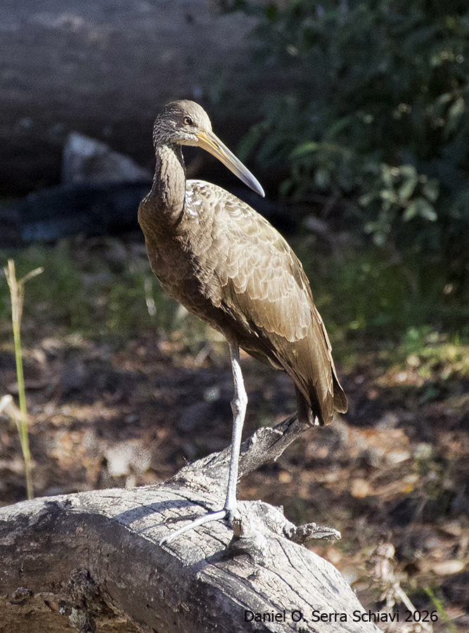 Foto Carau