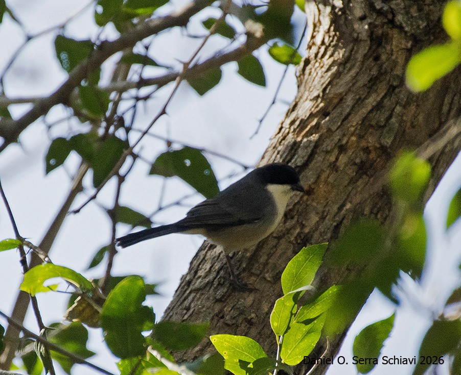 Foto Monterita Cabeza Negra