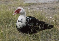 Foto Pato Real