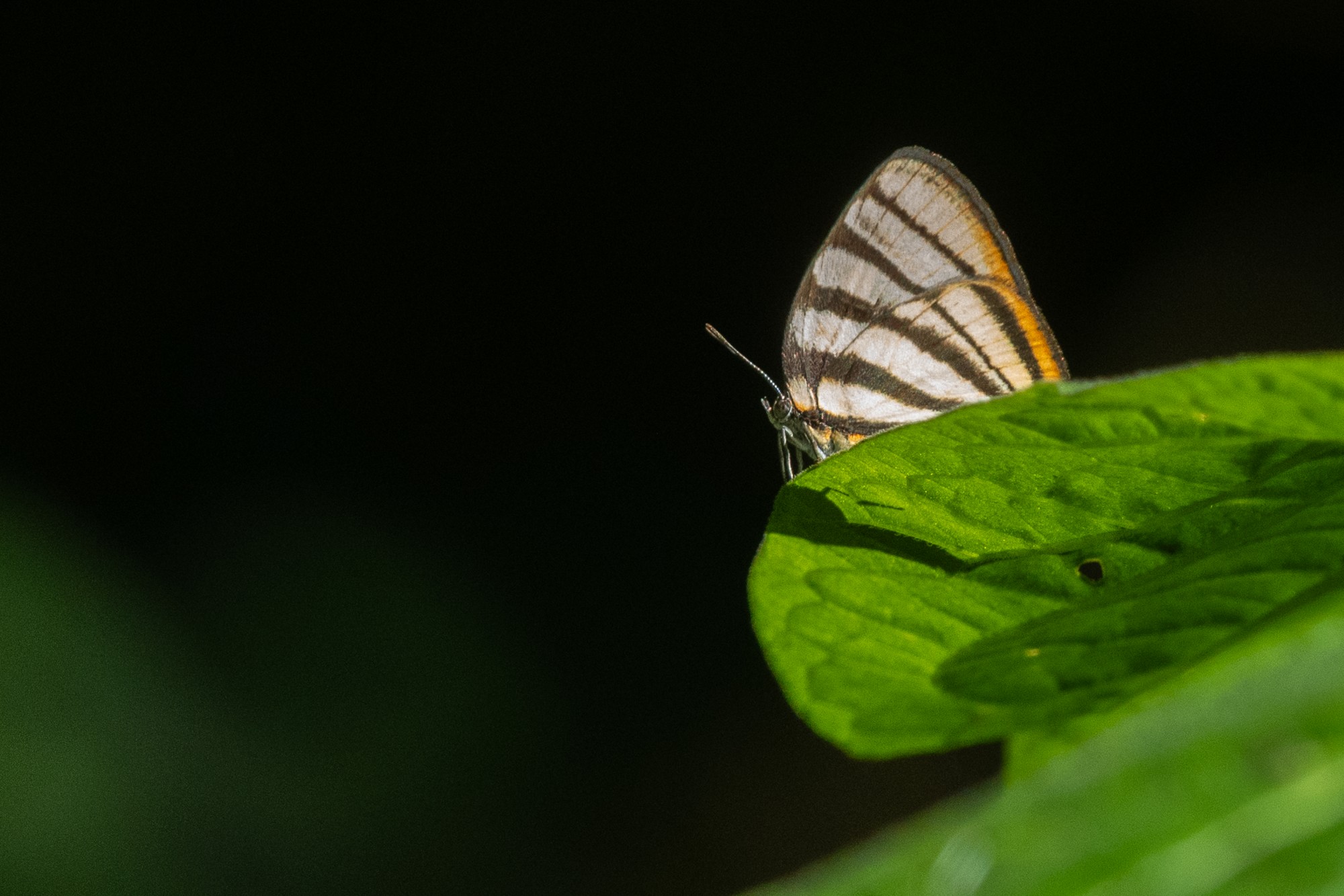 Arawacus&nbsp;separata