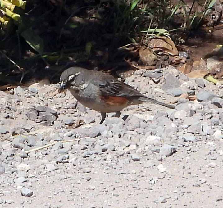 Foto Monterita Pecho Gris