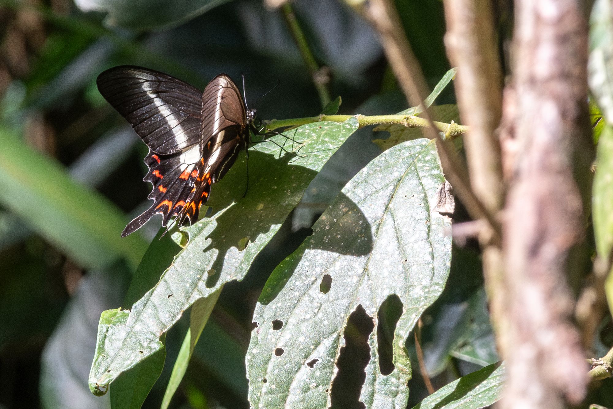 Papilio&nbsp;hectorides