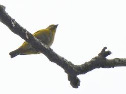 Foto Tangará Alcalde