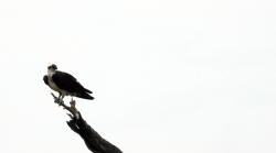 Foto Águila Pescadora