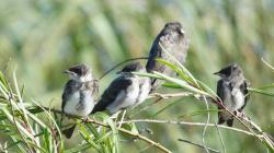 Foto Golondrina Parda