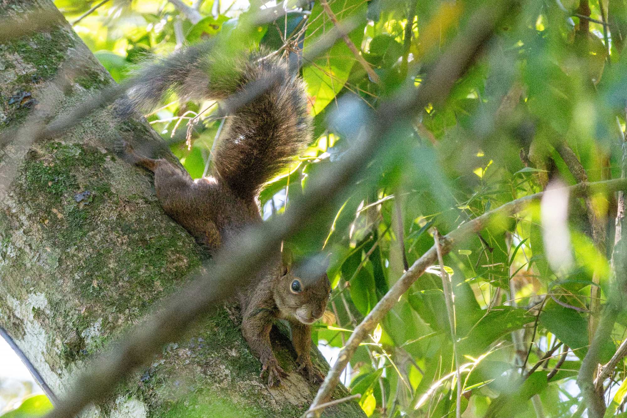 Sciurus&nbsp;aestuans