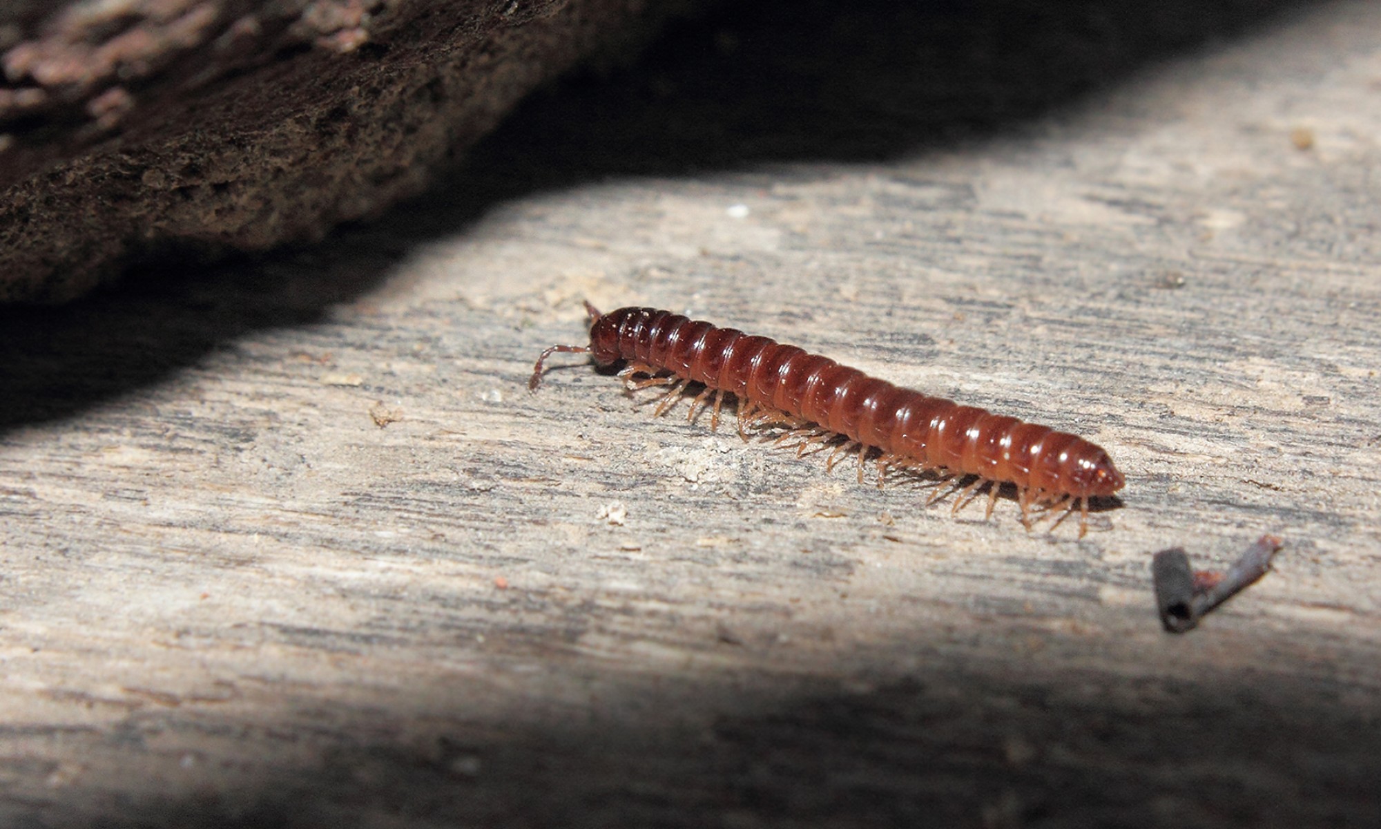 Paradoxosomatidae&nbsp;sp.