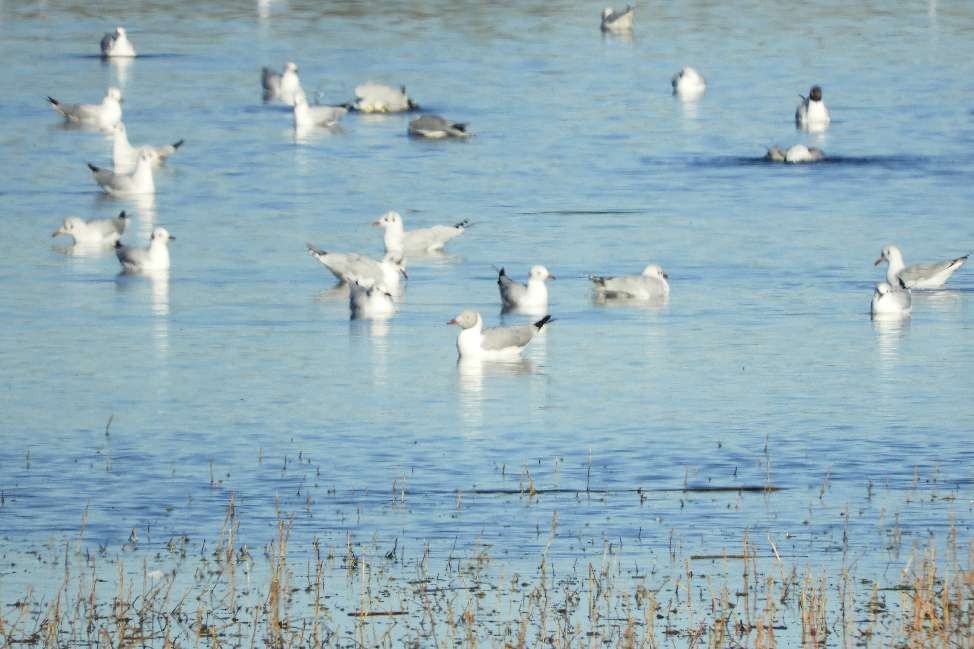 Photo Gaviota Capucho Gris