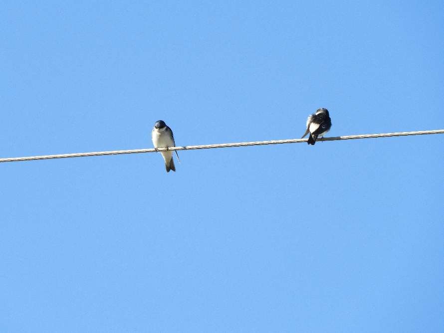 Photo Golondrina Patagónica