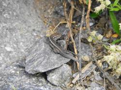 Foto Lagartija de Tandilia