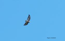 Foto Aguilucho Alas Largas
