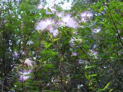 Photo Plumerillo Rosado